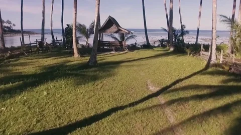 Palm Trees - Drone Shot Stock-Footage 81442038