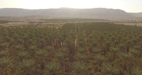 Palm Trees - drone shot Stock Footage 259030189