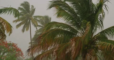 Palm trees during heavy wind or hurricane. Rainy day. Stock Footage 157481607