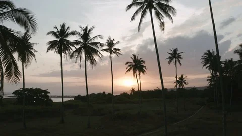 Palm trees during sunset at beach front - Aerial tilting fly through drone shot Stock Footage 114510531
