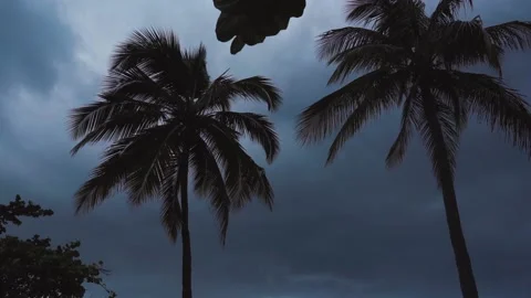 Palm trees during a thunderstorm Stock Footage 87948539