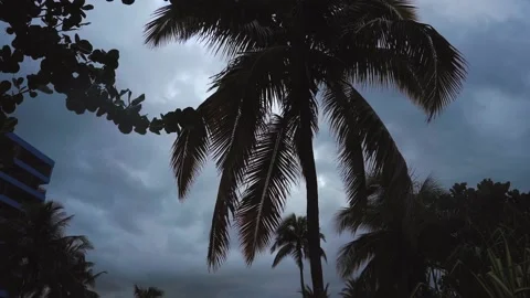 Palm trees during a thunderstorm Stock Footage 87948605