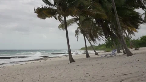 Palm trees during tropical storm Video stock 42464598