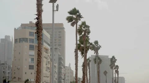 Palm trees during a tropical storm Stock Footage 147754991