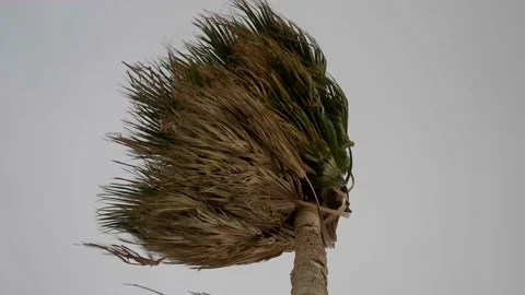 Palm trees during a tropical storm Stock Footage 147755863