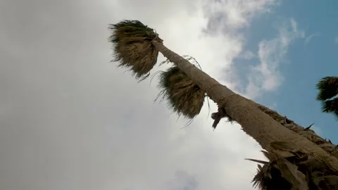 Palm trees during a tropical storm Stock Footage 147765335