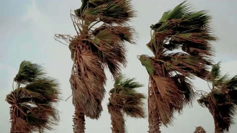 Palm trees during a tropical storm. Stock Footage 147802273