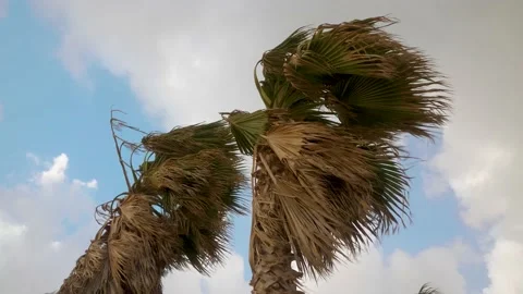 Palm trees during a tropical storm Stock Footage 147818258