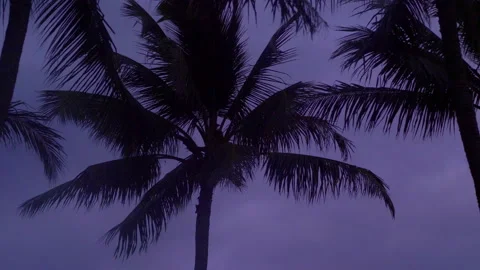 Palm trees in dusk background in 4k slow motion 60fps Stock Footage 171707955