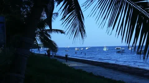 Palm Trees at Dusk on Beach   (HD) Stock Footage 12609491
