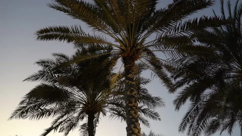 Palm trees at the dusk Video stock 157141665