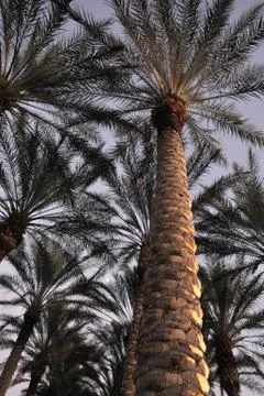 Palm Trees at dusk Stock Photos