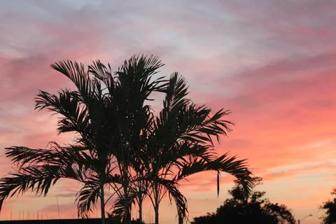 Palm Trees at Dusk Stock Photos