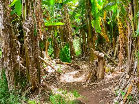 Palm trees on Easter Island are overgrown. Dry leaves. Foto stock
