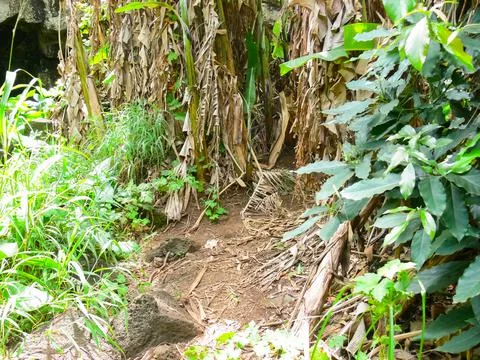 Palm trees on Easter Island are overgrown. Dry leaves. Stock Photos
