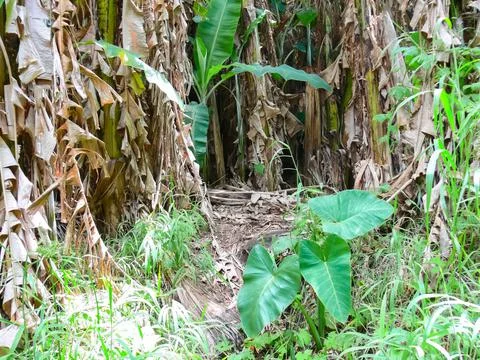 Palm trees on Easter Island are overgrown. Dry leaves. Stock Photos