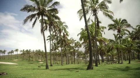 Palm trees of Easter Island Stock Footage 77167780