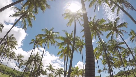 Palm Trees on Easter Island Rapa Nui Anakena Beach Stock Footage 83864224