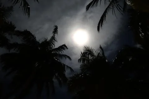 Palm trees edge the moon from below at night Foto stock