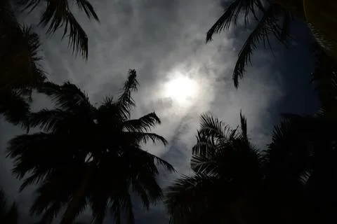 Palm trees edge the moon from below at night Stock Photos