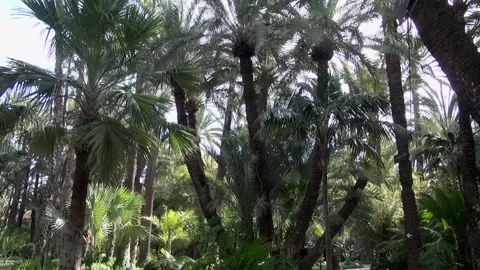 Palm trees in Elche Spain 動画素材 328609758