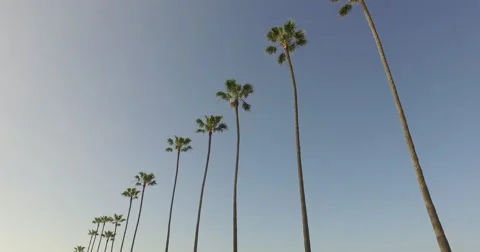 Palm Trees Encinitas, CA Stock Footage 60935900