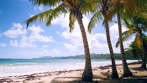 Palm trees on exotic beach Stock Footage 230126471