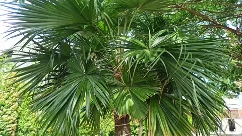 Palm trees exposed to strong winds Stock Footage 212096667