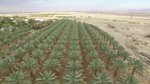 Palm trees farmland Vídeos de archivo 72568030