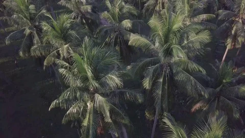 Palm trees field with beautiful path way on a island in Thailand Stock Footage 123711122