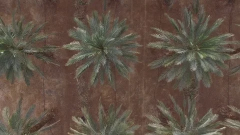 Palm trees field Vidéo 72569066