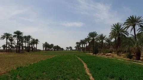 Palm trees in a field grounds Stock Footage 137567360