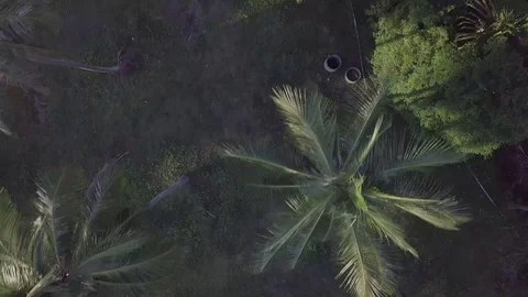 Palm trees field in Thailand on a small island from above Stockbeeldmateriaal 123711134