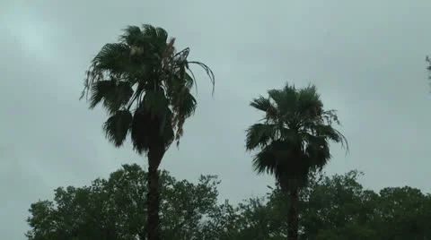 Palm trees fighting a hurricane Stock Footage 25332127