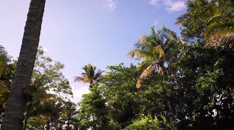 Palm Trees With Flare Stock Footage 65232259