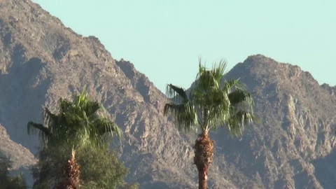 Palm Trees fluttering in the wind with Mountains behind 스톡 동영상 82589615