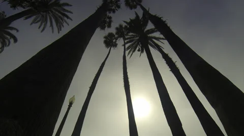 Palm trees in fog Vídeo Stock 35490130