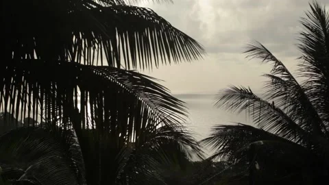 Palm trees at the foot of the beach Stockbeeldmateriaal 149123503