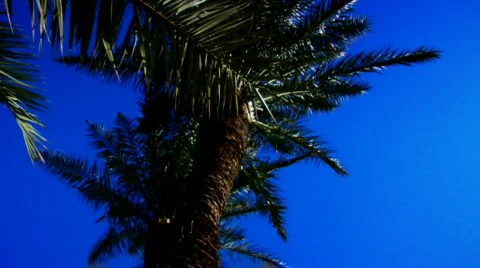 Palm trees Vidéo 93165