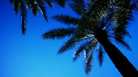 Palm trees Vidéo 93169