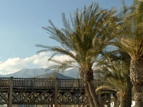 Palm Trees Stock Footage 489959