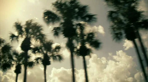 Palm Trees  Stock Footage 495361
