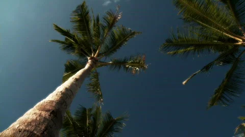 Palm Trees Stock Footage 604196
