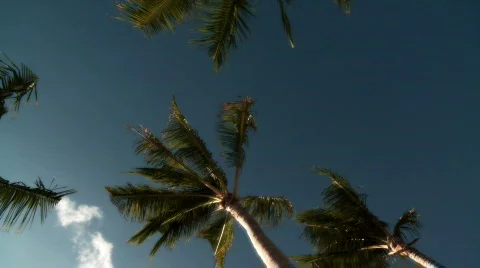 Palm Trees Stock Footage 604627