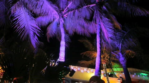 Palm Trees Stock Footage 607437