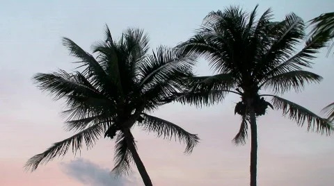 Palm Trees Video stock 624940