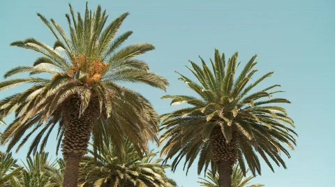 Palm Trees Stock Footage 676282