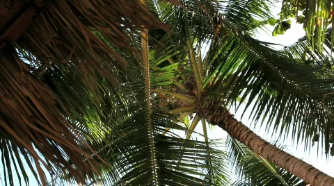 Palm trees Stock Footage 692459