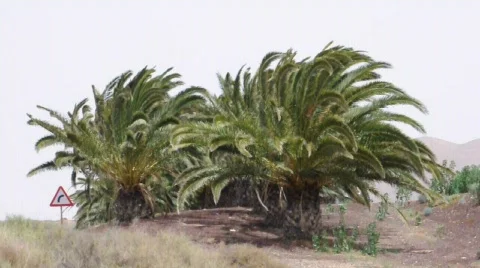 Palm Trees Видео 711916