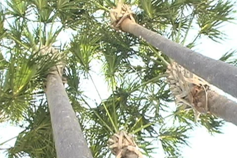 Palm trees Stock Footage 775816